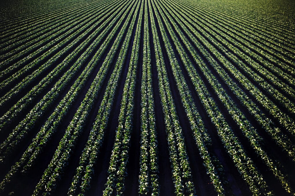 Aerial view of neat green crop rows stretching towards the horizon under sunlight.