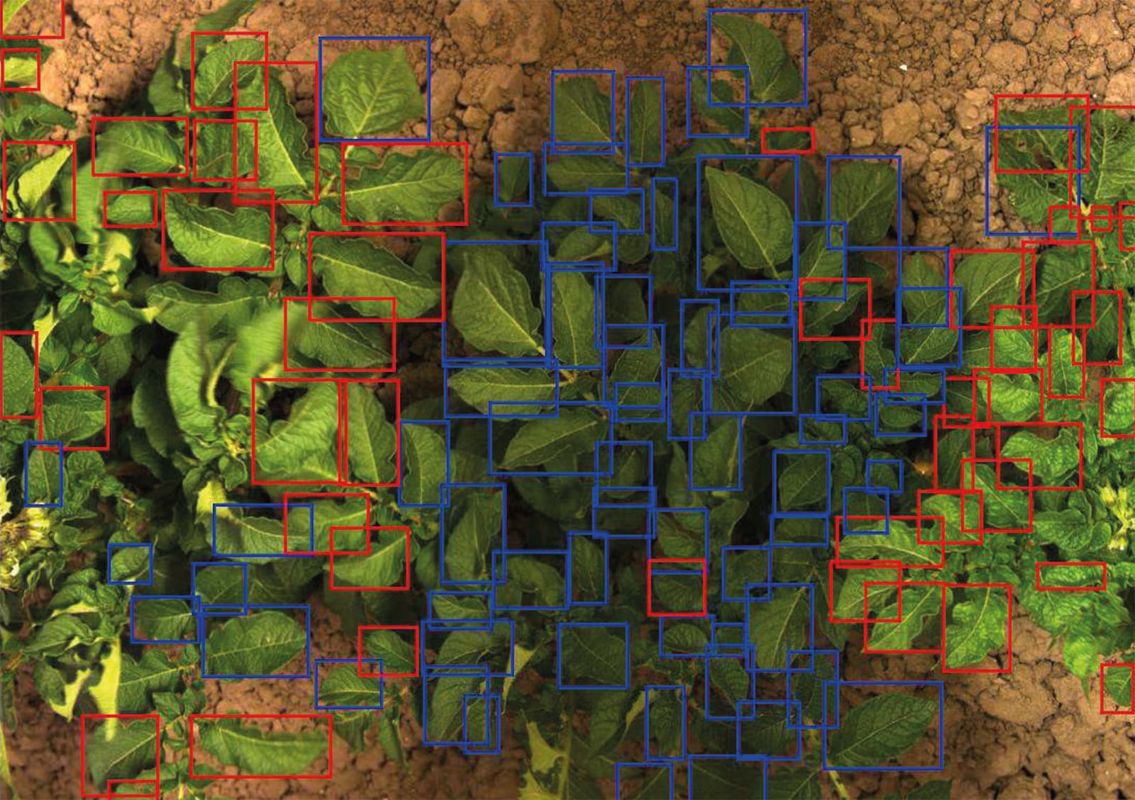 Top view of crop leaves with red and blue detection boxes for plant disease recognition.
