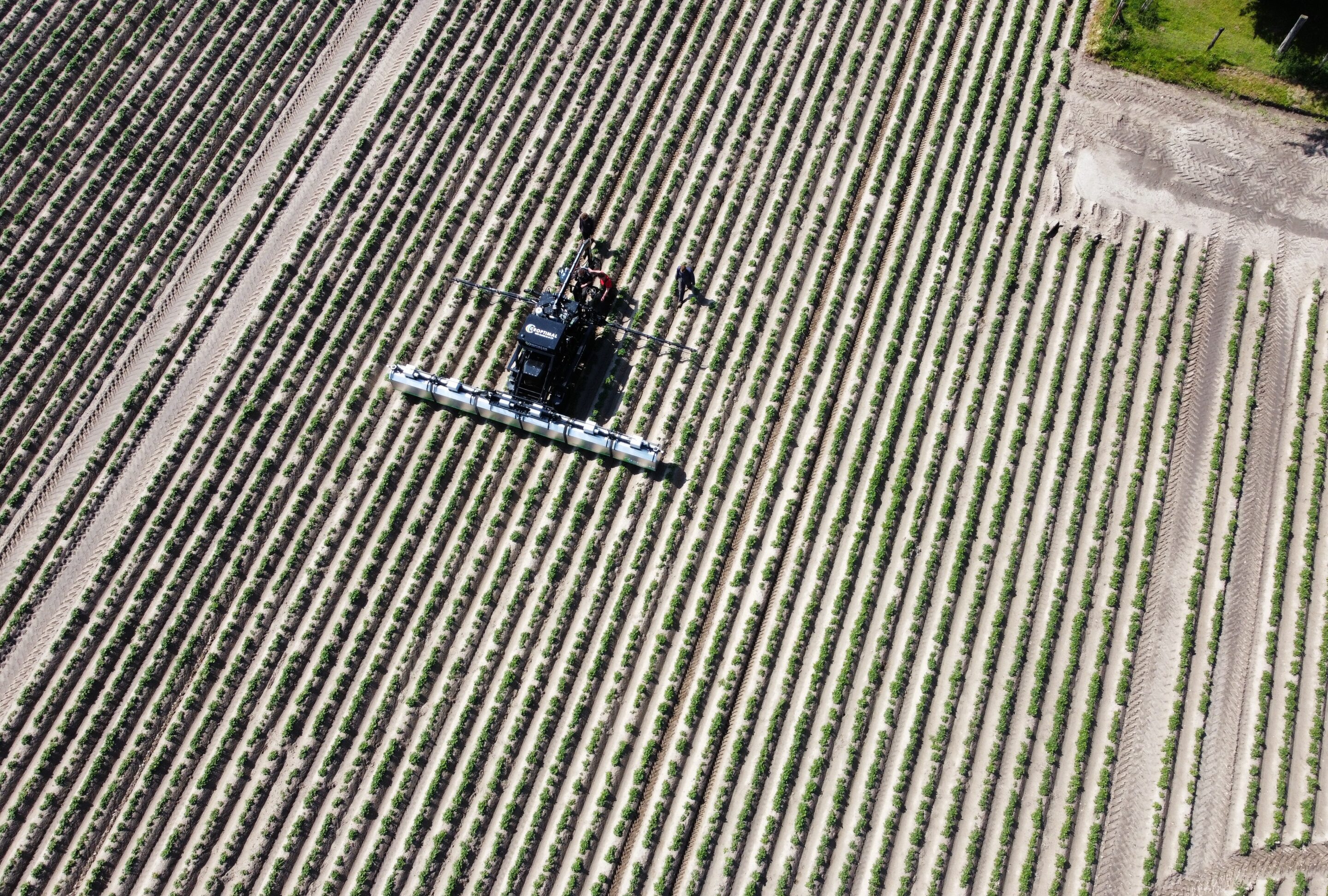 Aerial view of neat green crop rows stretching towards the horizon under sunlight.