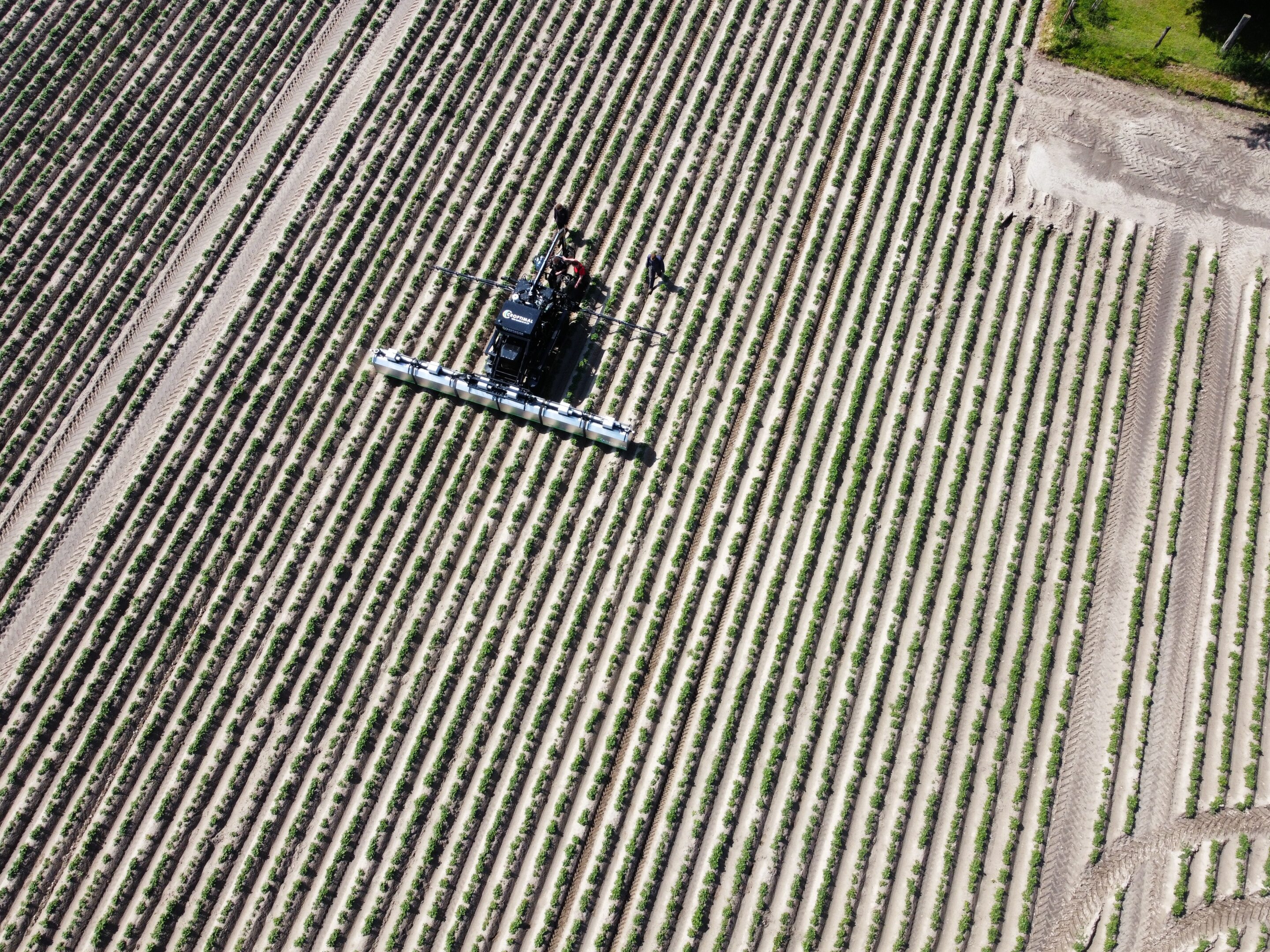 Aerial view of neat green crop rows stretching towards the horizon under sunlight.